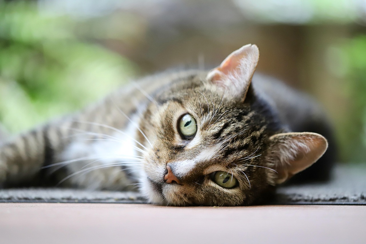 3. 飼い主様の健康も考える